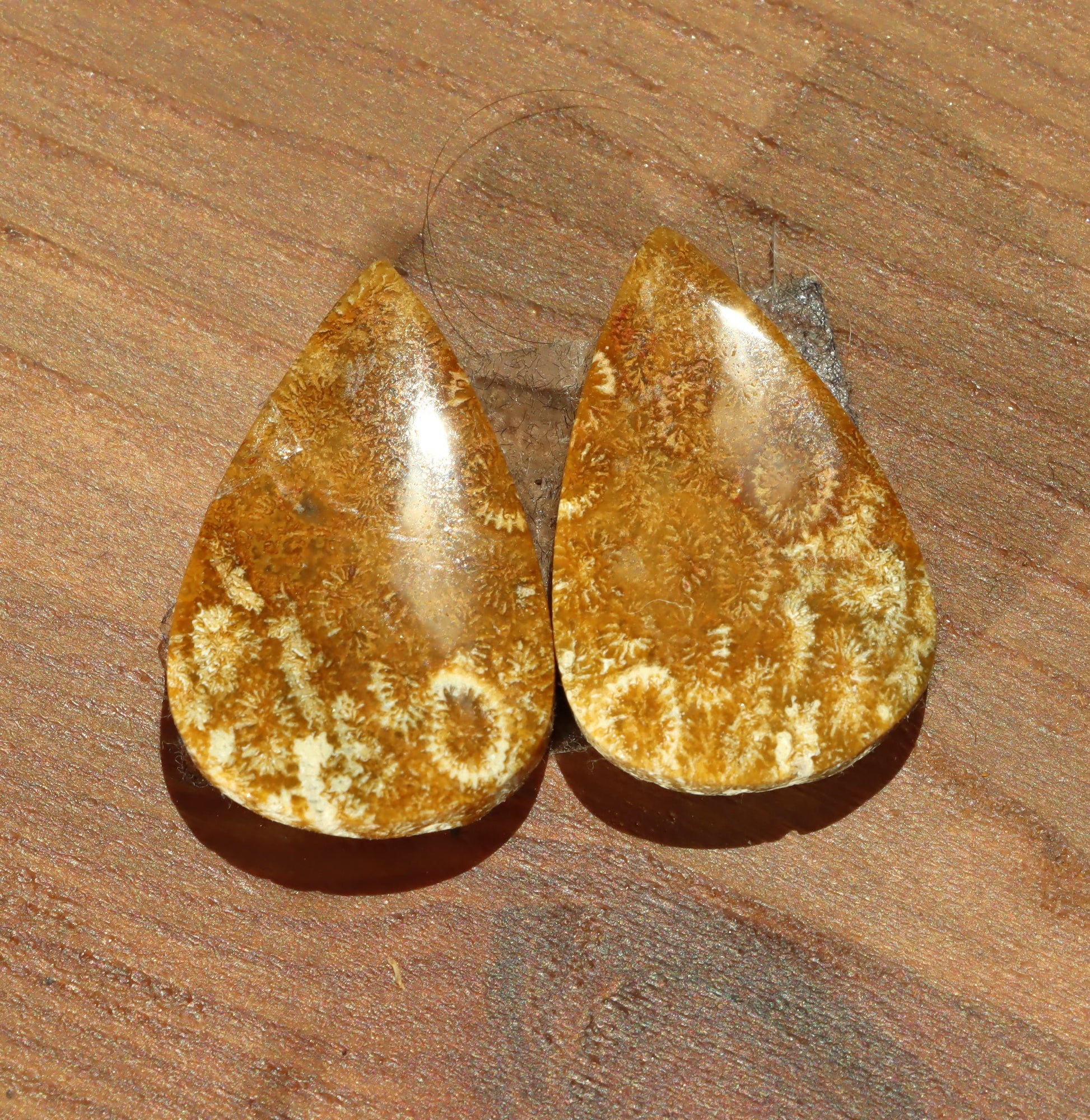 Pár kabošonů z fosilního korálu - Supreme Panthers