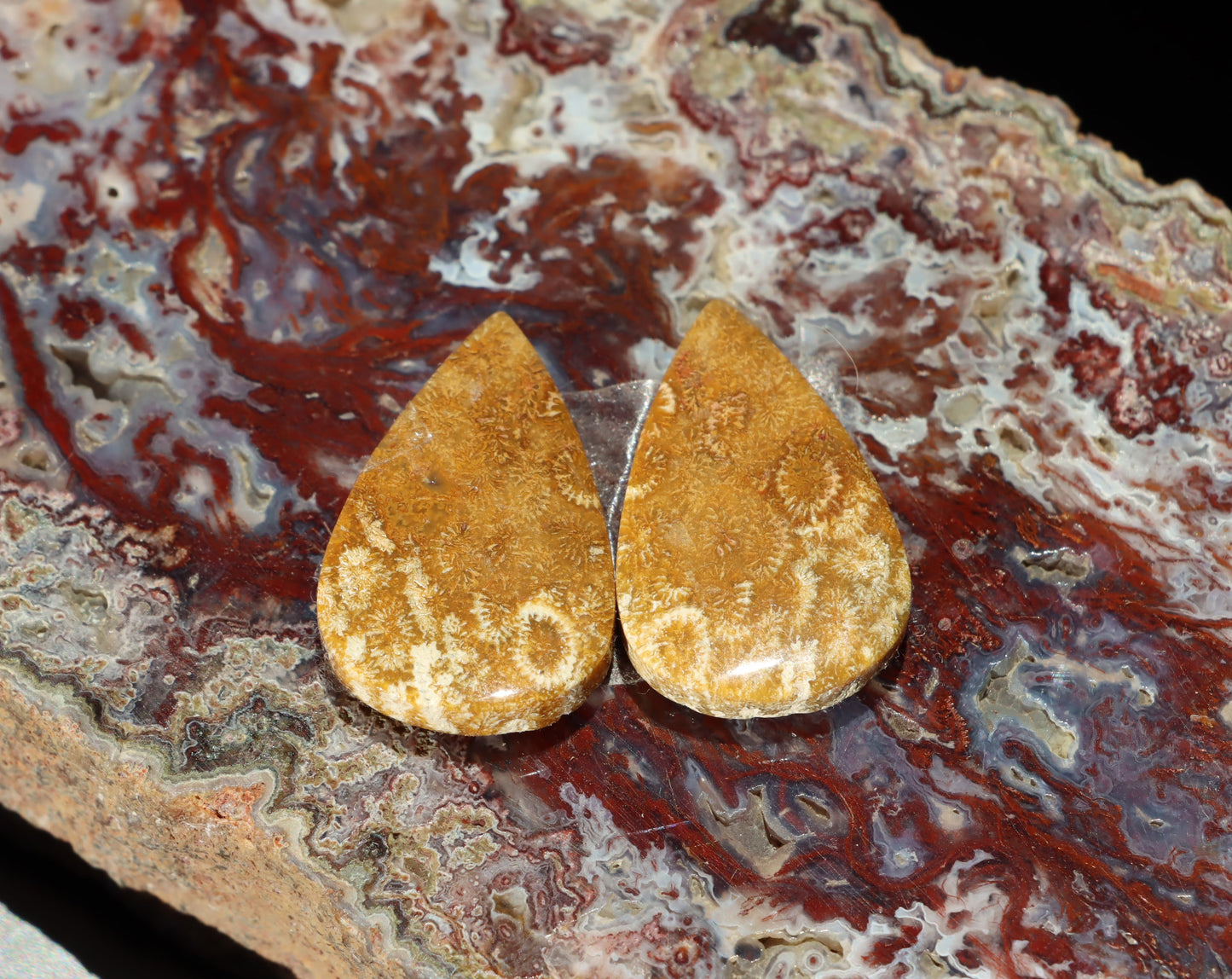 Pár kabošonů z fosilního korálu - Supreme Panthers