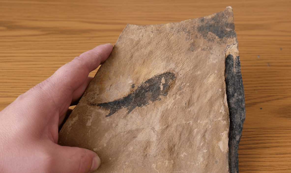 Paramblypterus, ryba - Supreme Panthers