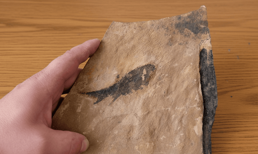 Paramblypterus, ryba - Supreme Panthers