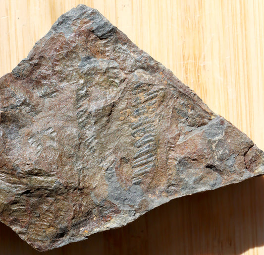 Pecopteris cyathea kapraďosemenná rostlina - Supreme Panthers