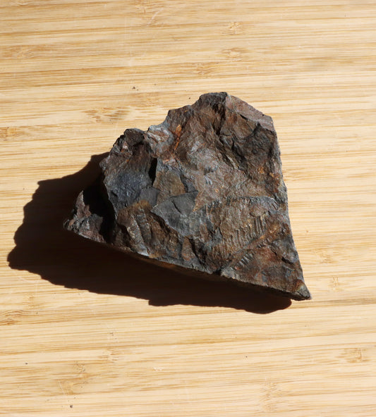 Pecopteris cyathea kapraďosemenná rostlina - Supreme Panthers