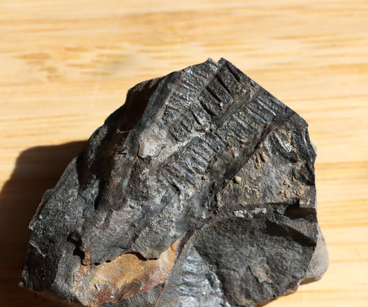 Pecopteris cyathea kapraďosemenná rostlina - Supreme Panthers