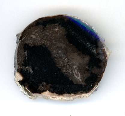 Pepřovník větvička - Supreme Panthers