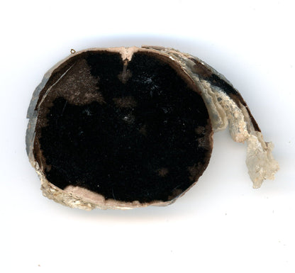 Pepřovník větvička - Supreme Panthers