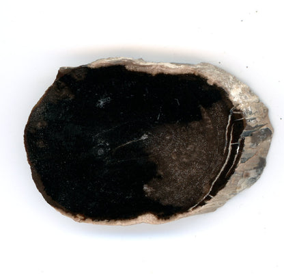 Pepřovník větvička - Supreme Panthers