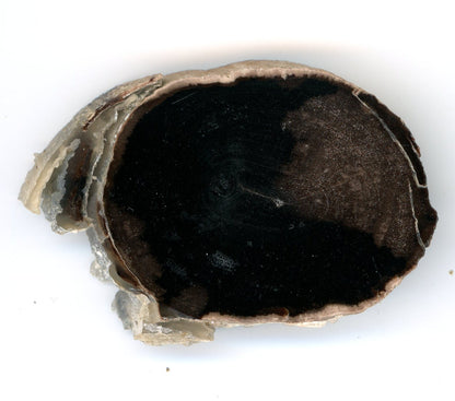 Pepřovník větvička - Supreme Panthers