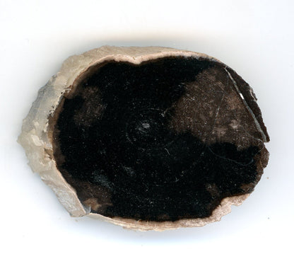 Pepřovník větvička - Supreme Panthers