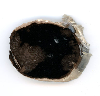 Pepřovník větvička - Supreme Panthers