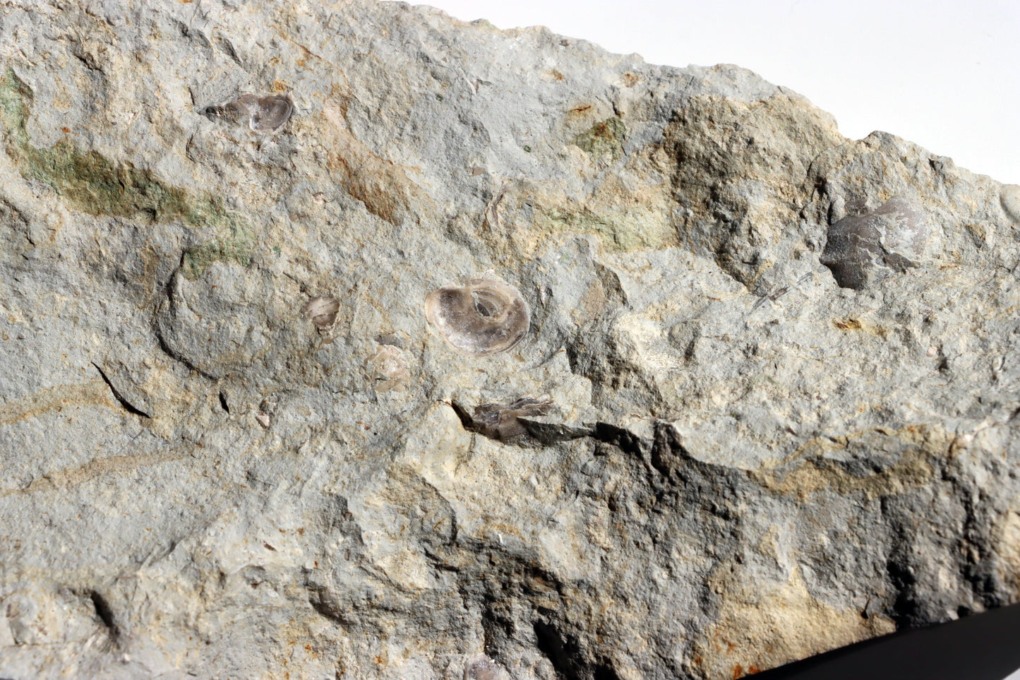 Plži křídový v matrixu - Supreme Panthers