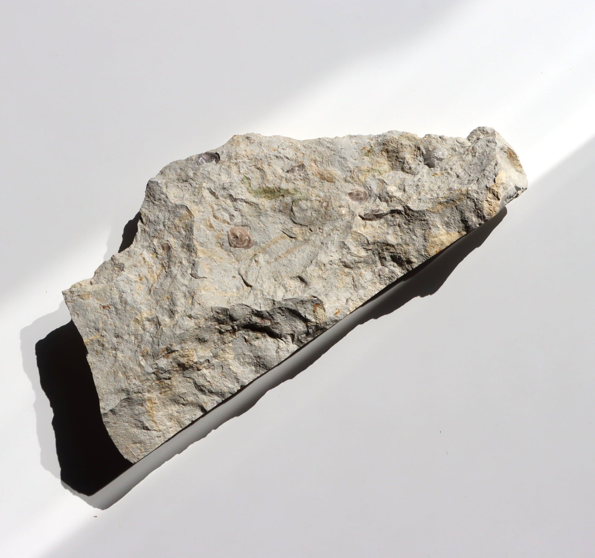 Plži křídový v matrixu - Supreme Panthers