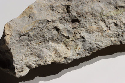 Plži křídový v matrixu - Supreme Panthers