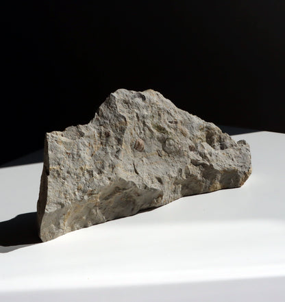 Plži křídový v matrixu - Supreme Panthers