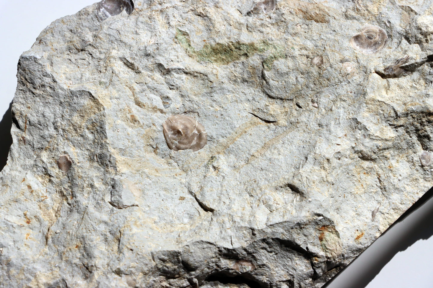 Plži křídový v matrixu - Supreme Panthers