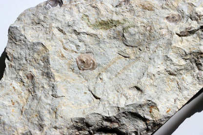 Plži křídový v matrixu - Supreme Panthers