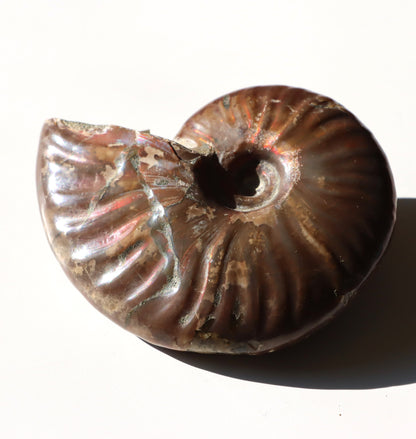 Podpůrná kostka malá dřevěná - Supreme Panthers