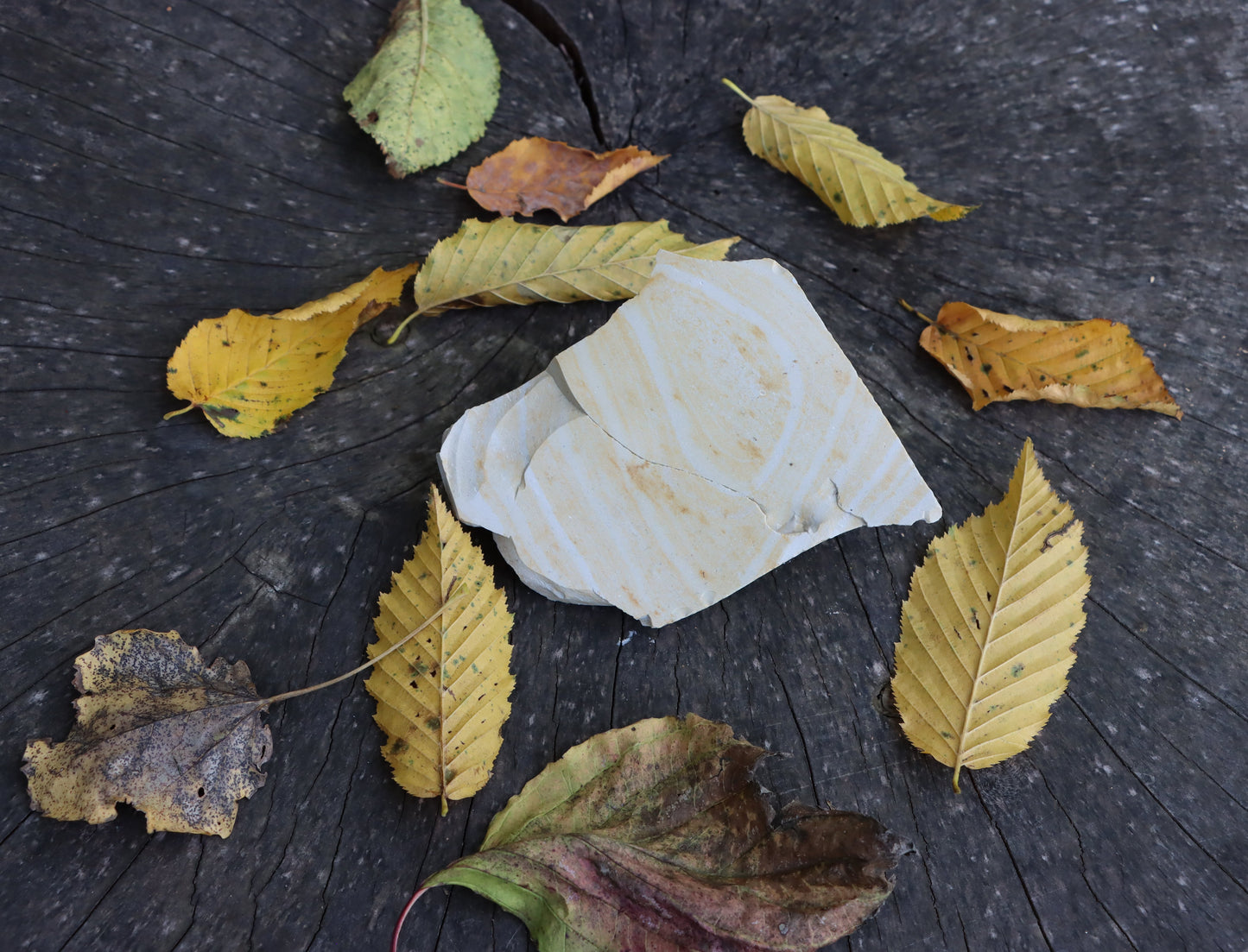 Porcelanit páskovaný se zbytky otisků listů - Supreme Panthers