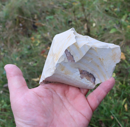 Porcelanit páskovaný se zbytky otisků listů - Supreme Panthers