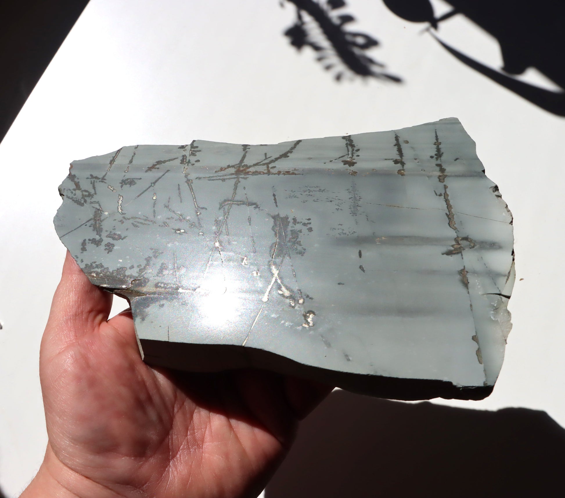 Porcelanit s pyritem a dendrity - Supreme Panthers