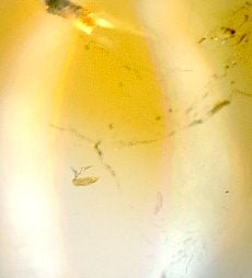 Přívěšek citrín - Supreme Panthers