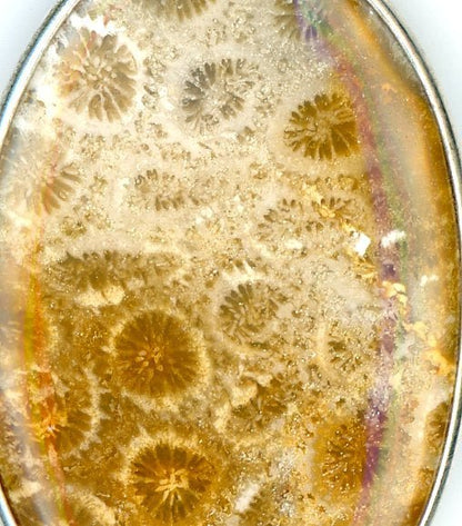 Přívěšek korál žlutý - Supreme Panthers