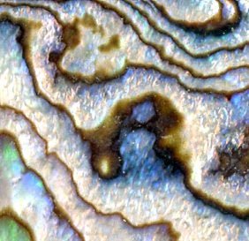 Přívěšek perleť Abalone - Supreme Panthers