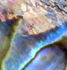 Přívěšek perleť Abalone - Supreme Panthers