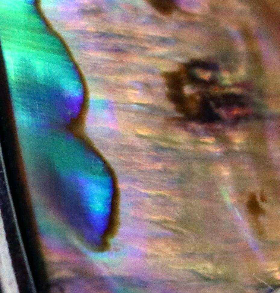 Přívěšek perleť Abalone - Supreme Panthers