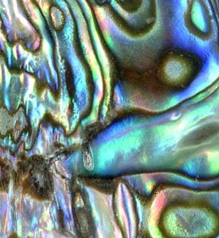 Přívěšek perleť Abalone - Supreme Panthers