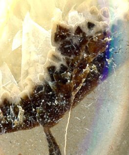 Přívěšek septárie - Supreme Panthers