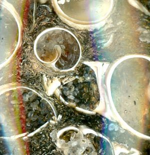 Přívěšek turritella achát - Supreme Panthers