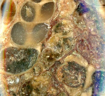 Přívěšek turritella achát - Supreme Panthers