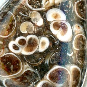 Přívěšek turritella achát - Supreme Panthers