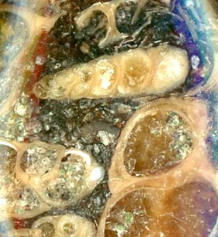 Přívěšek turritella achát - Supreme Panthers