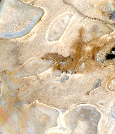 Přívěšek zkamenělá palma - Supreme Panthers