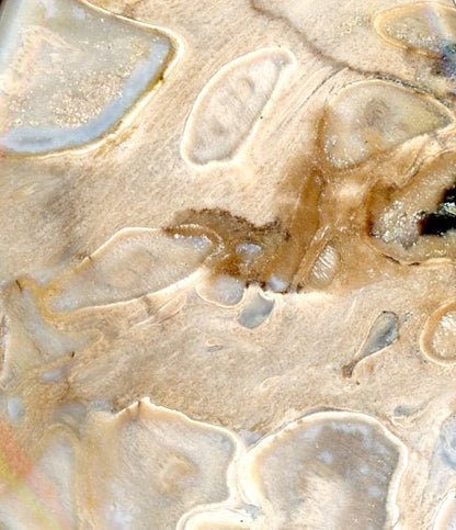 Přívěšek zkamenělá palma - Supreme Panthers