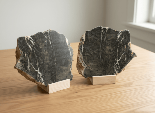 Průřez masivní kolonií deskatých korálů, Moravský kras - Supreme Panthers