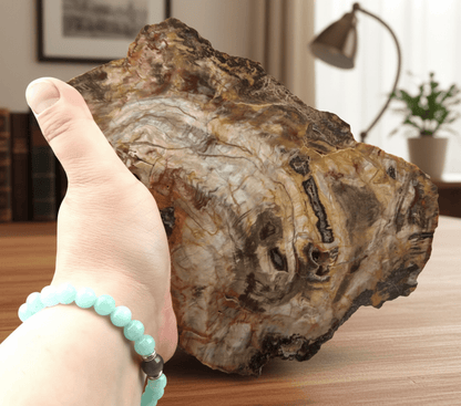 Prvhorní jehličnan typu Dadoxylon - Supreme Panthers