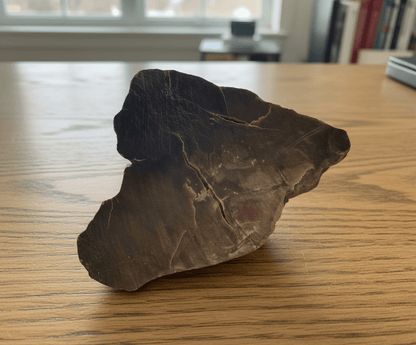 Prvhorní jehličnan typu Dadoxylon - Supreme Panthers