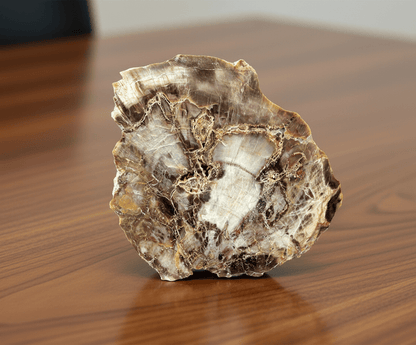 Prvohorní jehličnan - příčný řez - Supreme Panthers