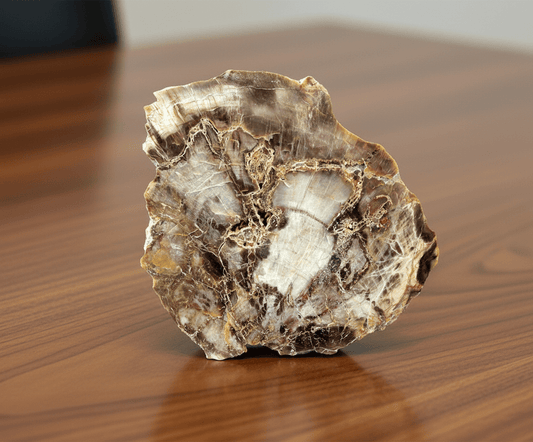 Prvohorní jehličnan - příčný řez - Supreme Panthers