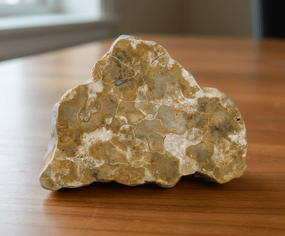 RARITA, Korály v jurském rohovci - Supreme Panthers