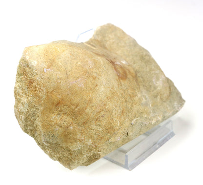 Rhynchostreon ústřice, set 2ks - Supreme Panthers