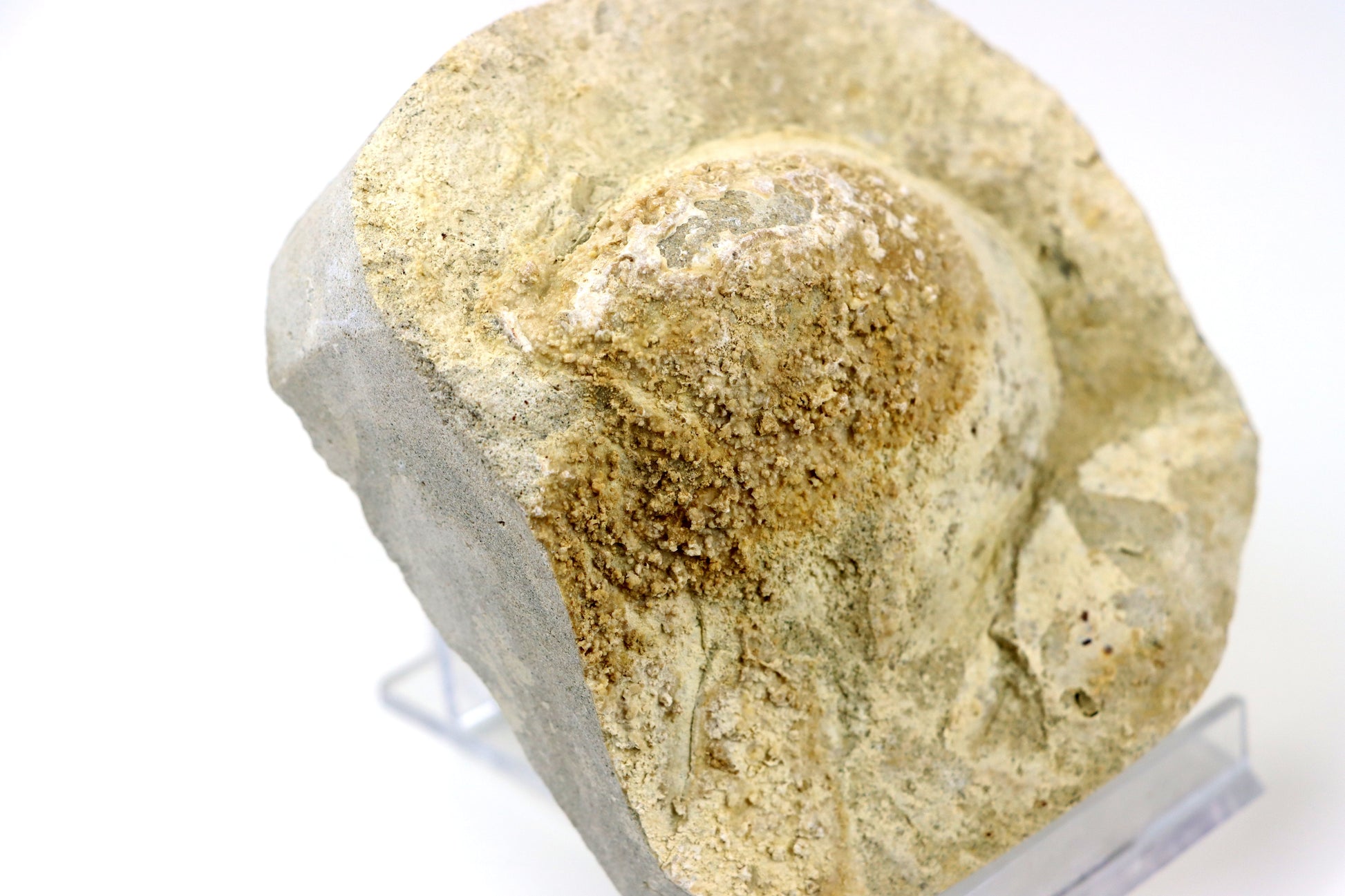 Rhynchostreon ústřice, set 2ks - Supreme Panthers