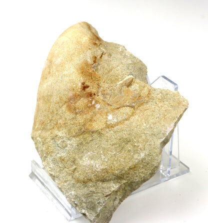 Rhynchostreon ústřice, set 2ks - Supreme Panthers