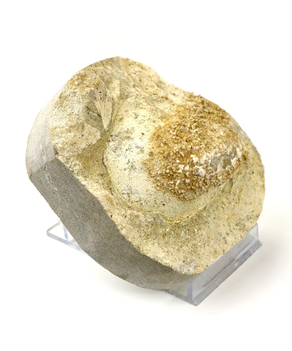 Rhynchostreon ústřice, set 2ks - Supreme Panthers