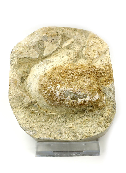 Rhynchostreon ústřice, set 2ks - Supreme Panthers