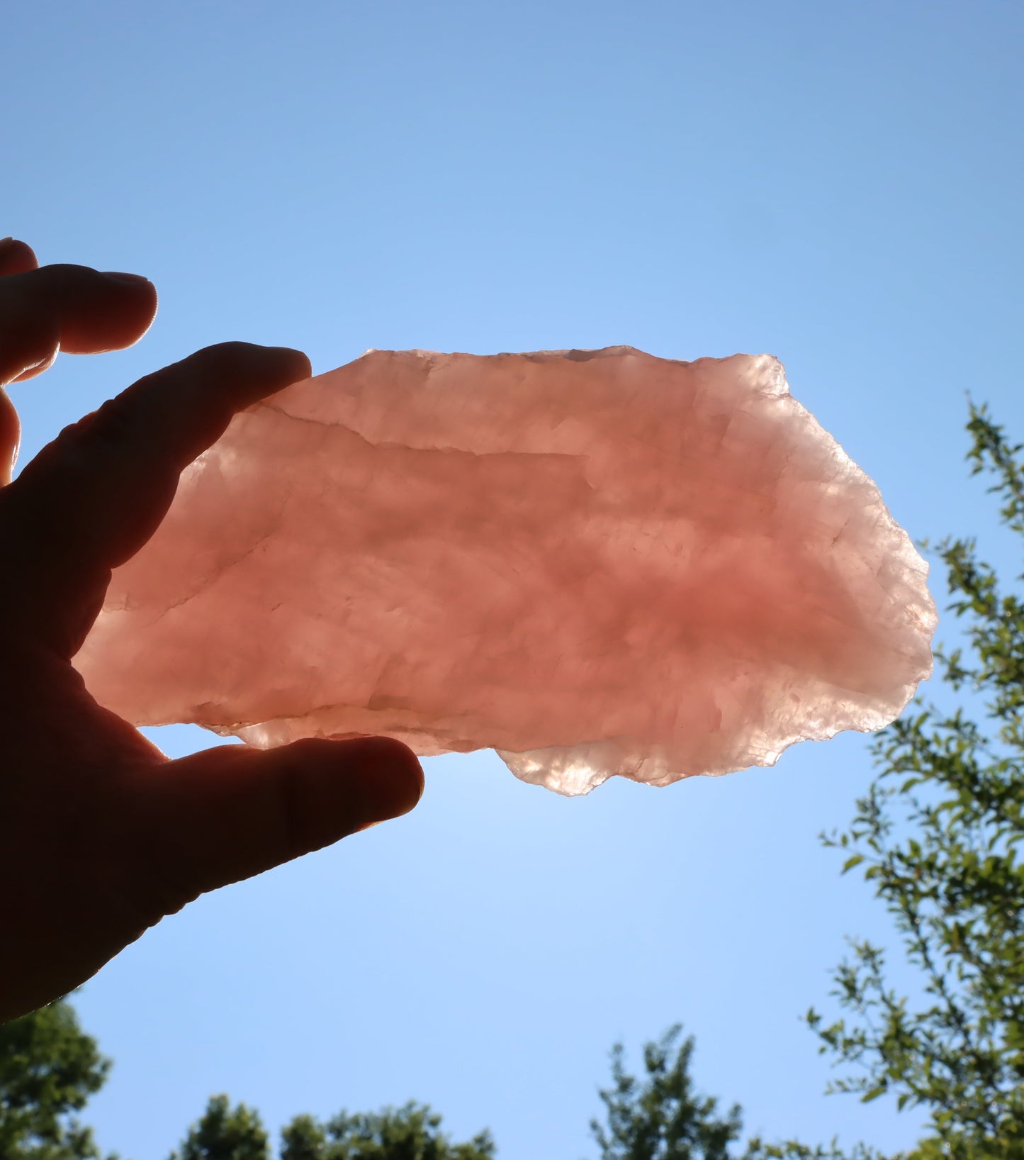 Růženín leštěný - Supreme Panthers