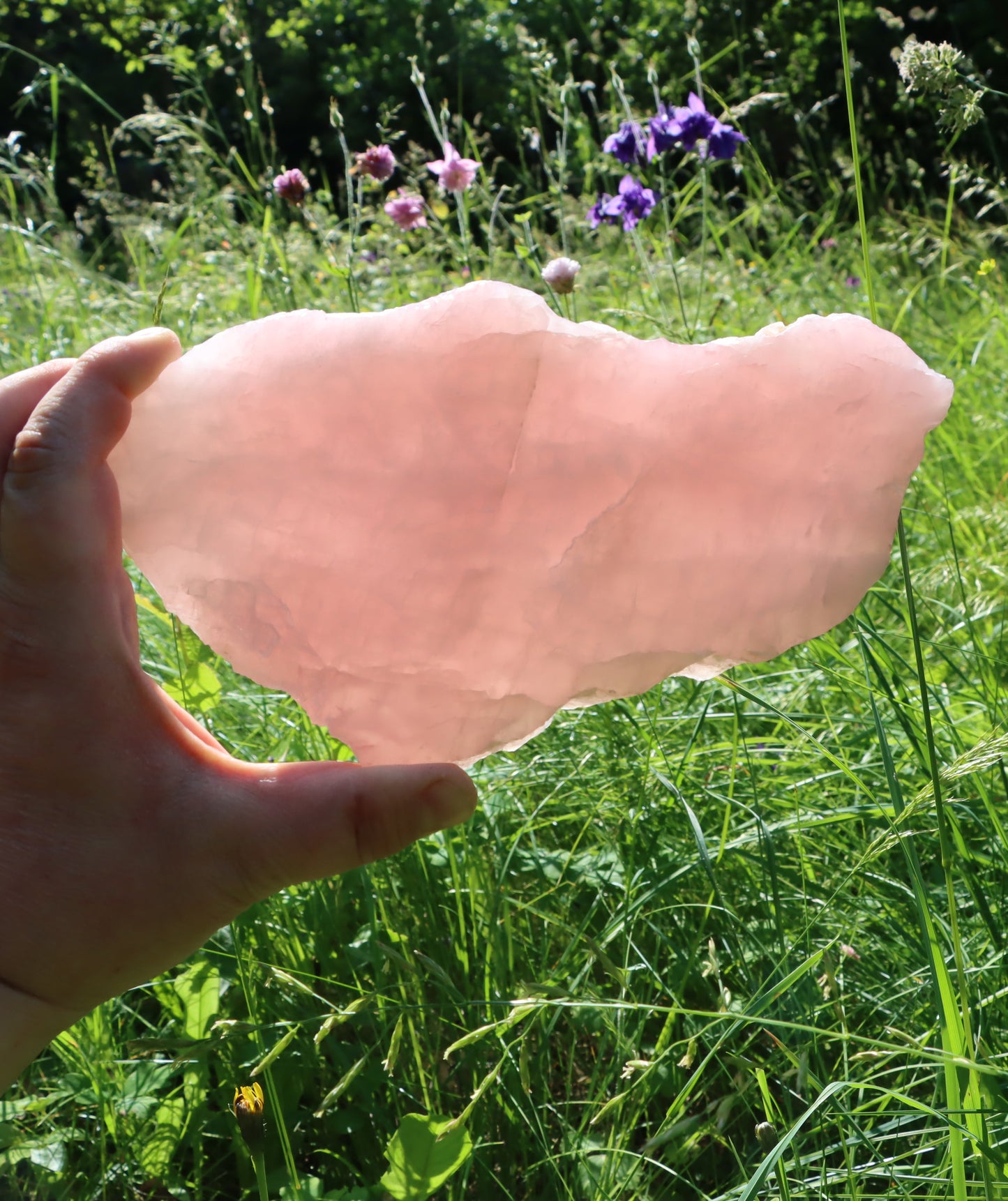 Růženín leštěný - Supreme Panthers