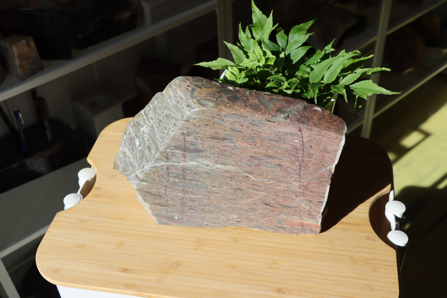 Růžový vápenec se zkamenělinami MONUMENT - Supreme Panthers